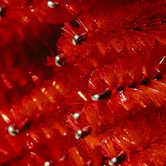 Velin Lash Membership